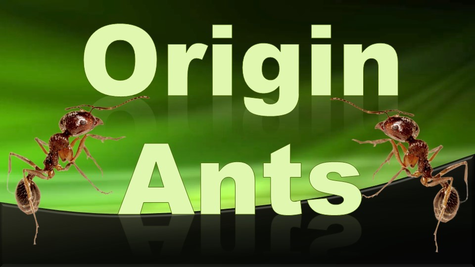 Origin-Ants